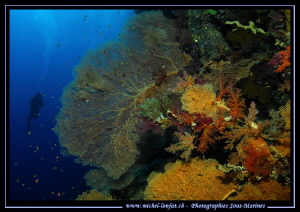 Red Sea Atmosphere in Egypt.... :O).. by Michel Lonfat 